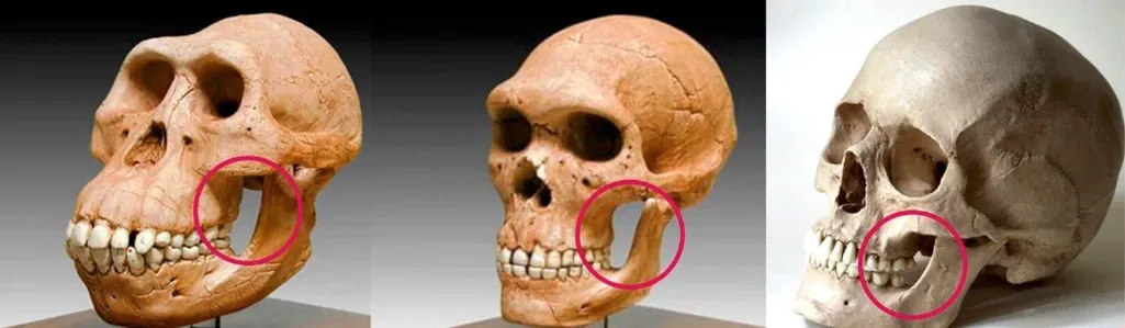 imágenes de tres cráneos que muestran los cambios de la evolución del aparato masticatorio